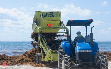 Heavy machinery removes sargassum from the beach in Playa del Carmen, Mexico.