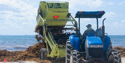 Heavy machinery removes sargassum from the beach in Playa del Carmen, Mexico.