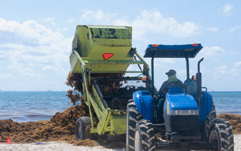 Heavy machinery removes sargassum from the beach in Playa del Carmen, Mexico.