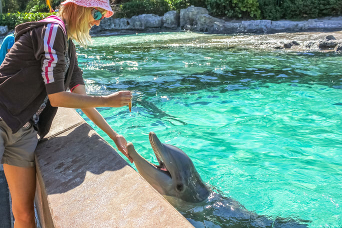 Woman feeding a dolphin Woman feeding a dolphin