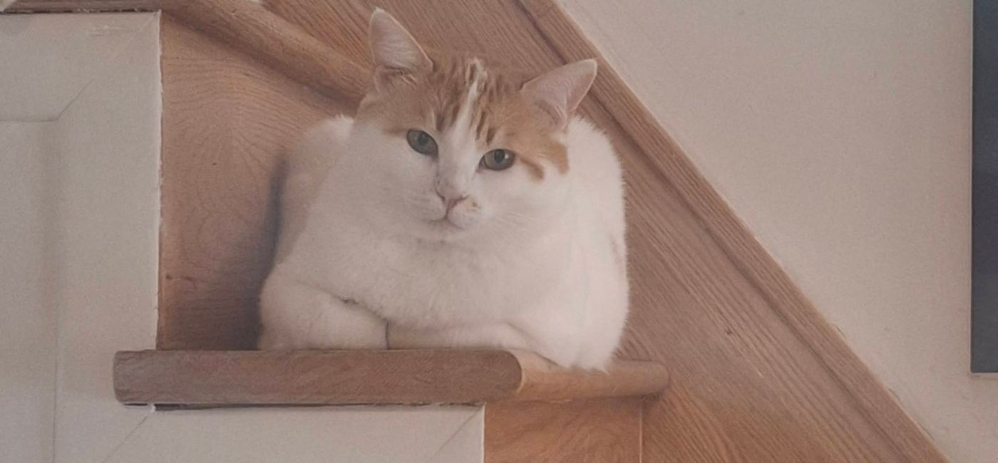 Image: Caramel has been missing for two weeks at Toronto Pearson (Photo Credit: Facebook)