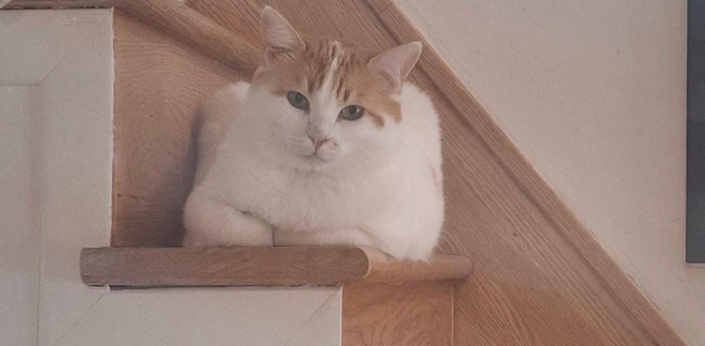Caramel has been missing for two weeks at Toronto Pearson