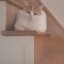 Caramel has been missing for two weeks at Toronto Pearson