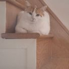 Caramel has been missing for two weeks at Toronto Pearson