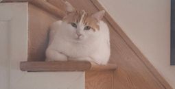 Caramel has been missing for two weeks at Toronto Pearson