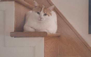 Caramel has been missing for two weeks at Toronto Pearson