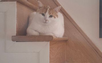 Caramel has been missing for two weeks at Toronto Pearson