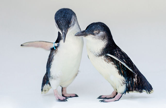 Little Blue Penguins, Scripps Institution of Oceanography, Birch Aquarium, San Diego