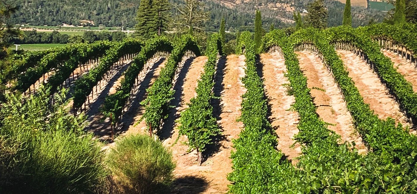 Image: PHOTO: Vineyards of Castello di Amorosa in Napa Valley. (Photo via Hans Brunk)
