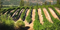 Vineyards of Castello di Amorosa in Napa Valley