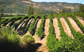 Vineyards of Castello di Amorosa in Napa Valley