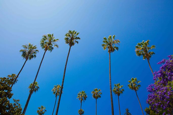 Los Angeles palm trees.