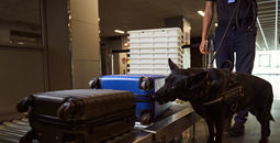Security worker and dog conducting bag search at airport