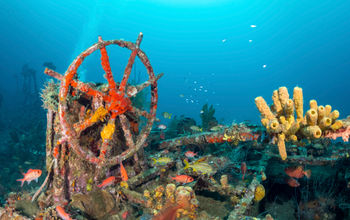 The wrecks of Saint-Pierre-Les Épaves