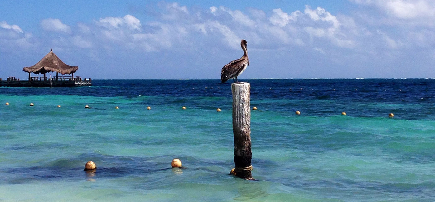 Image: A pelican rests above the gorgeous Caribbean waters off Cancun. (Photo by Paul Heney) (Photo Credit: Photo by Paul Heney.)