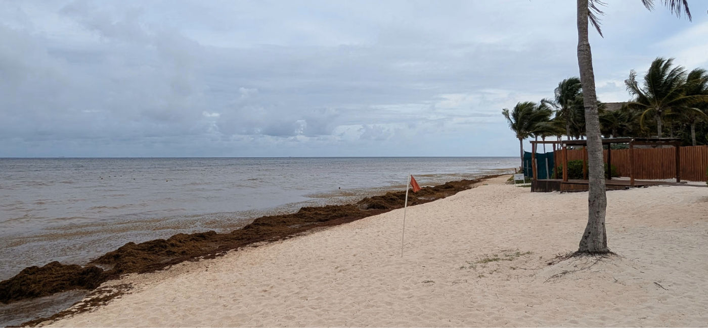 Image: Sargassum on the beach in Riviera Maya, Mexico. (Photo Credit: Eric Bowman)