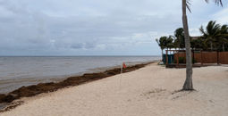 Sargassum in Mexico, beach, cancun, riviera maya, seaweed, algae