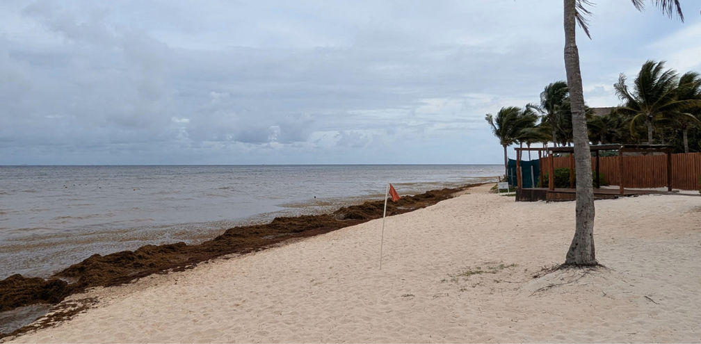 Sargassum in Mexico, beach, cancun, riviera maya, seaweed, algae