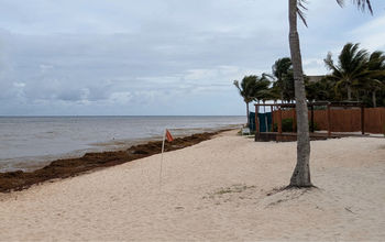 Sargassum in Mexico, beach, cancun, riviera maya, seaweed, algae