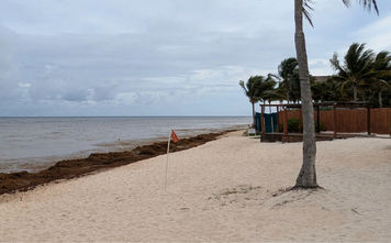 Sargassum in Mexico, beach, cancun, riviera maya, seaweed, algae