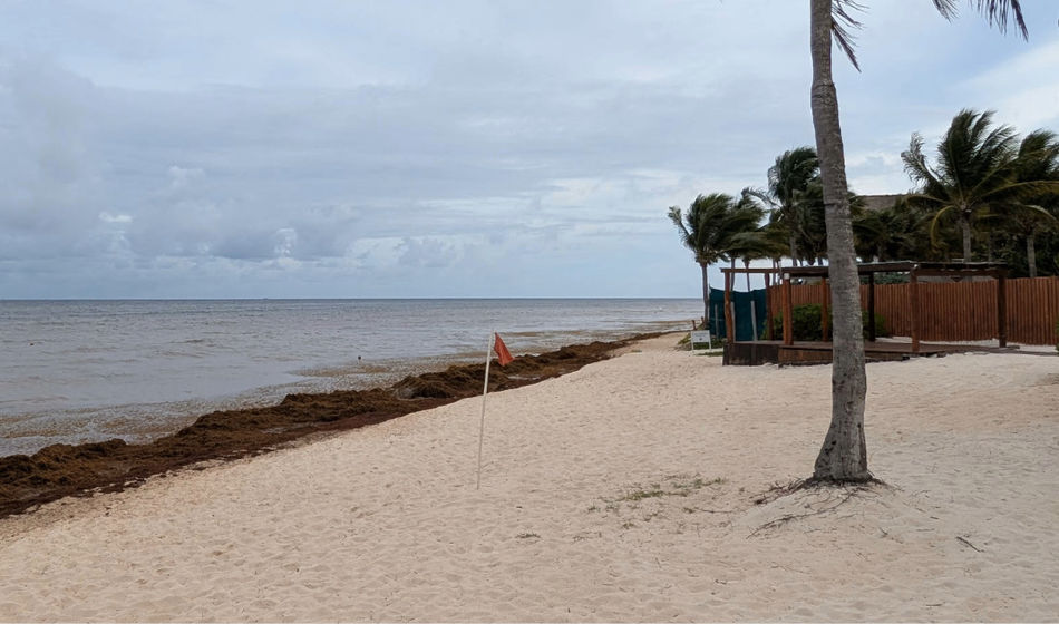 Sargassum in Mexico, beach, cancun, riviera maya, seaweed, algae