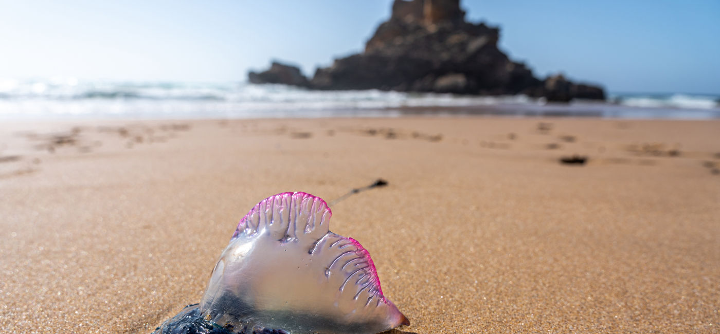 Image: Portuguese man o' war washed up on a beach. (Photo Credit: Markus / Adobe Stock)