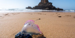 Portuguese man o' war washed up on a beach.