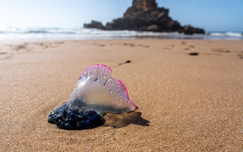 Portuguese man o' war washed up on a beach.