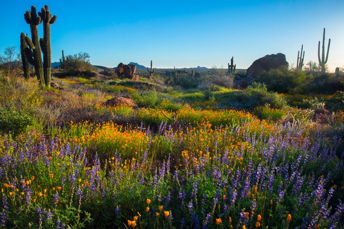 Scottsdale, Arizona. Scottsdale, Arizona.