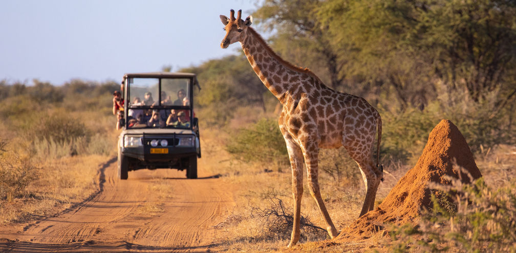 A wild giraffe crosses an African road ahead of a safari vehicle of tourists