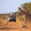 A wild giraffe crosses an African road ahead of a safari vehicle of tourists