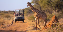 A wild giraffe crosses an African road ahead of a safari vehicle of tourists