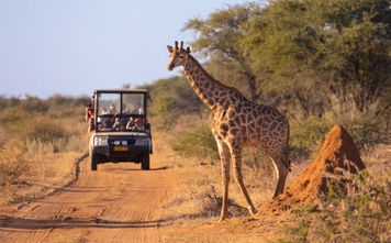 A wild giraffe crosses an African road ahead of a safari vehicle of tourists