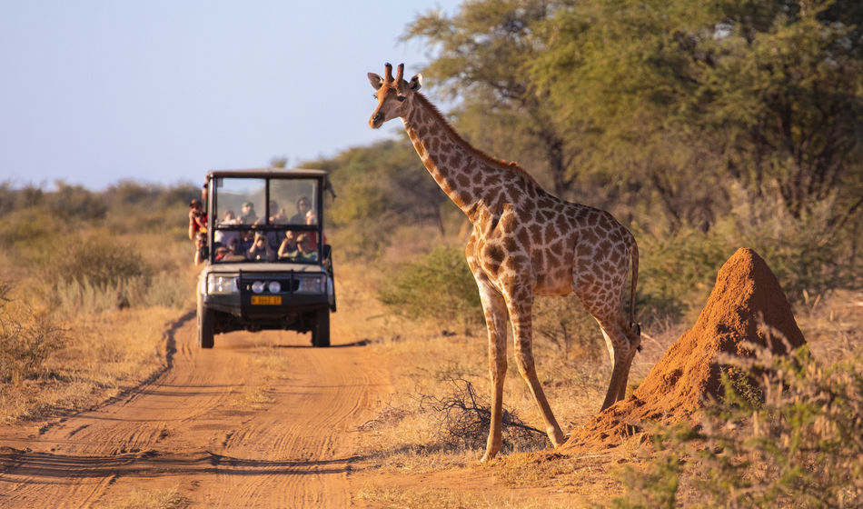 A wild giraffe crosses an African road ahead of a safari vehicle of tourists
