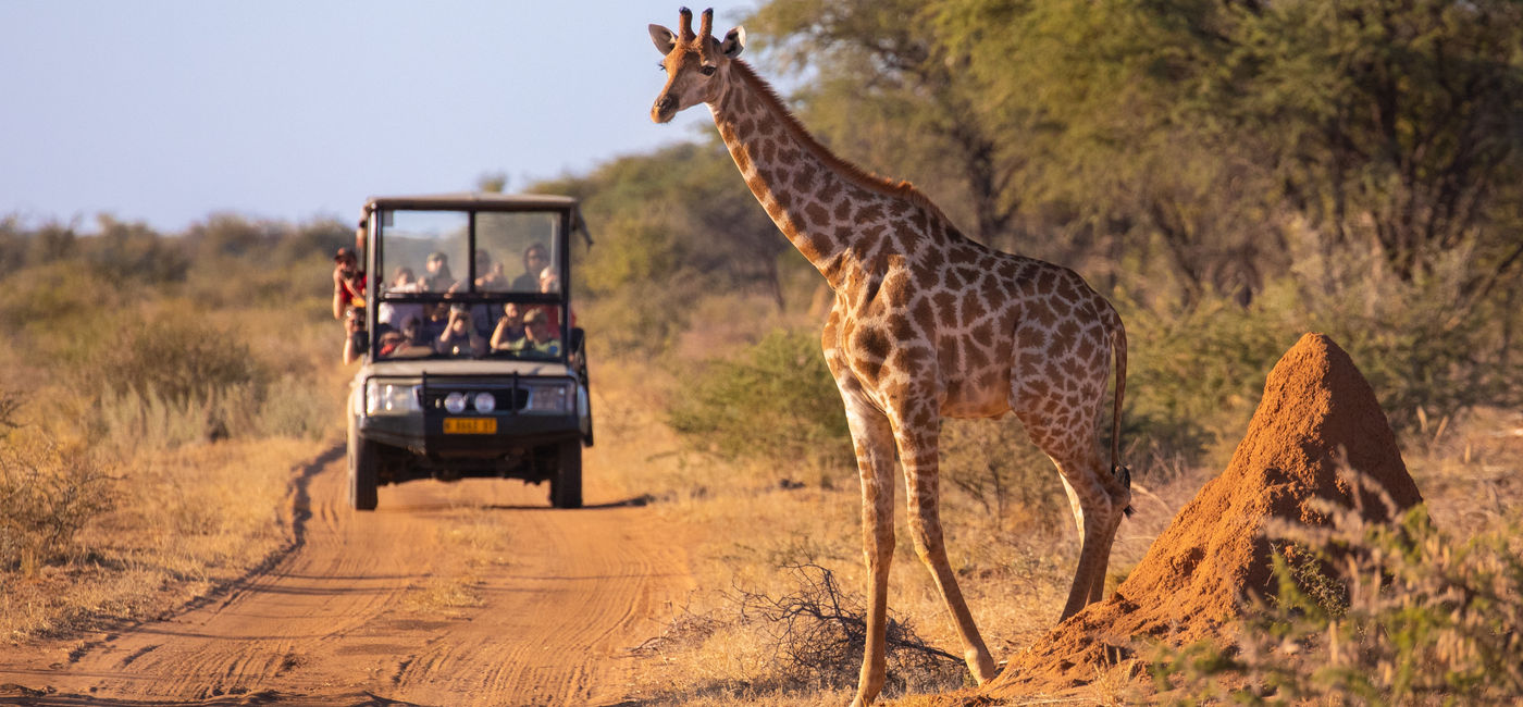 Image: Partout dans le monde, l'engouement pour les safaris africains ne cesse de croître (Source: Courtesy AdobeStock)
