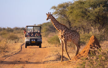 A wild giraffe crosses an African road ahead of a safari vehicle of tourists