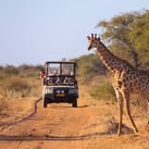 A wild giraffe crosses an African road ahead of a safari vehicle of tourists