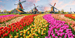 Tulip fields in the Netherlands
