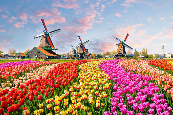 Destination Management Companies: An Advisor’s Secret Weapon Tulip fields in the Netherlands