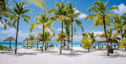 Palm trees on Palm Beach in Aruba