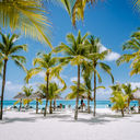 Palm trees on Palm Beach in Aruba
