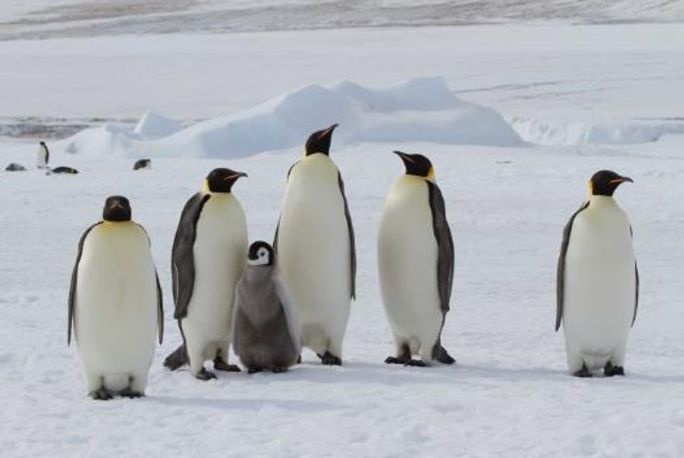 Snow Hill Emperor Penguins, Weddell Sea