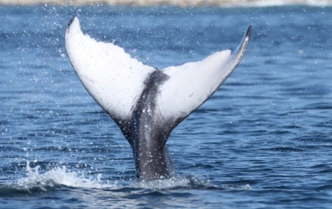 One of the main attractions in Banderas Bay during the winter season is whale watching.