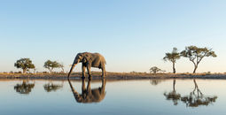 An elephant in Chobe National Park, Botswana
