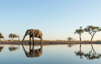 An elephant in Chobe National Park, Botswana