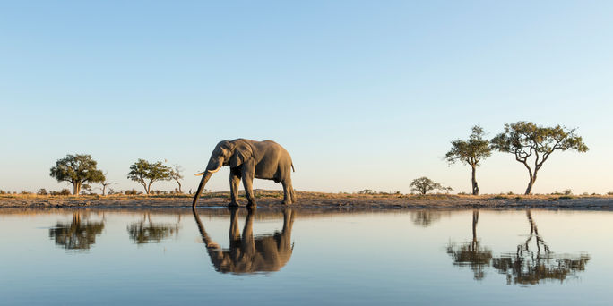 An elephant in chobe national park, botswana