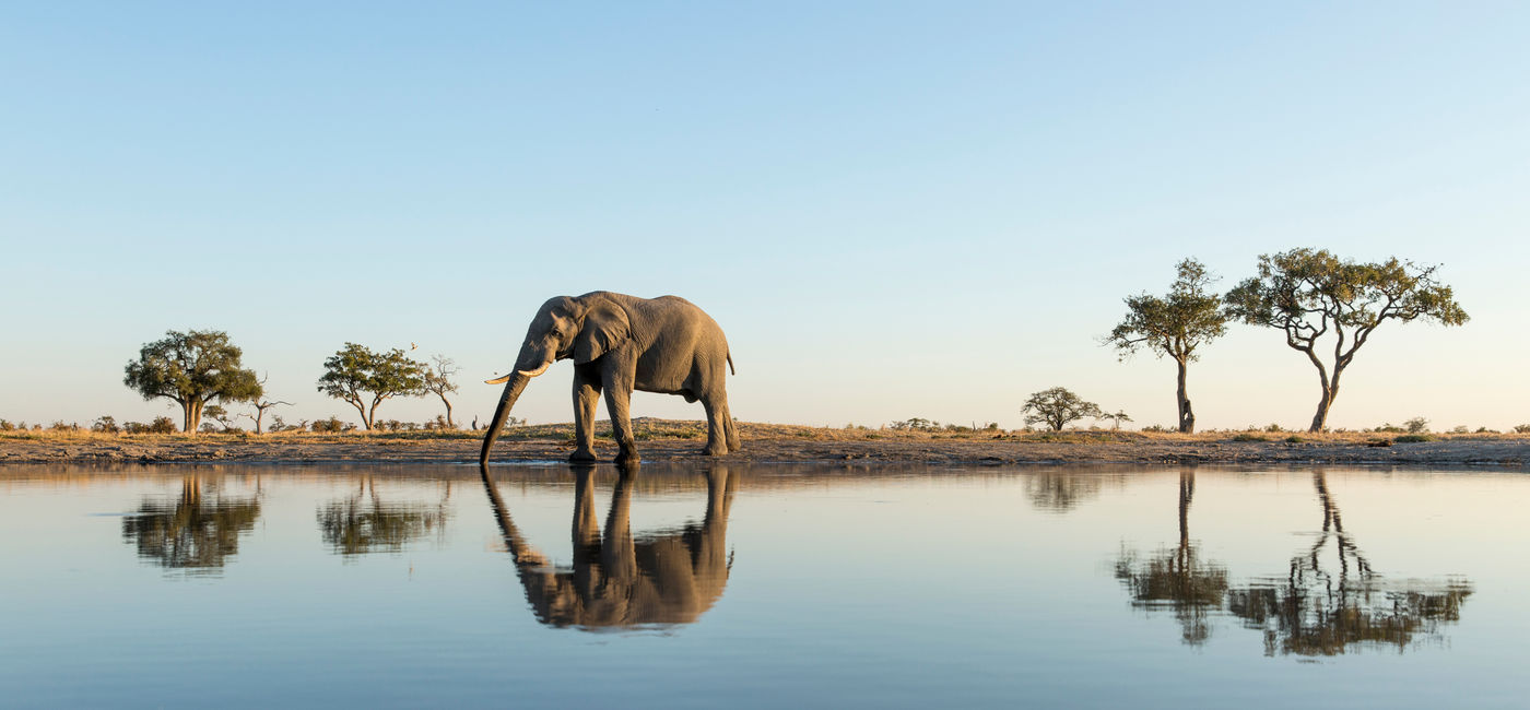 Image: An elephant in Chobe National Park, Botswana. (Photo Credit: Paul Souders/Danita Delimont/Adobe Stock)