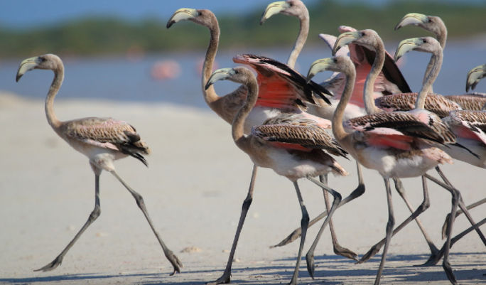 Las Coloradas Beach, in Yucatán, is near Río Lagartos, a fantastic?flamingo sanctuar