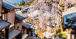 Higan cherry tree in full bloom in Kyoto, Japan.