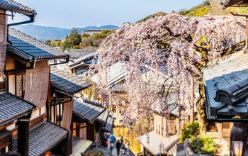 Higan cherry tree in full bloom in Kyoto, Japan.